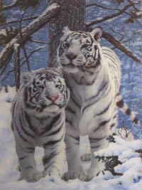 White Snow Tigers